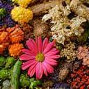 Close-up of vibrant natural plant ingredients