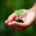 Image depicting a plant growing in a hand, representing sustainability